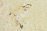 Fossil Fish (Diplomystus Birdi) - Hjoula, Lebanon #162699-2